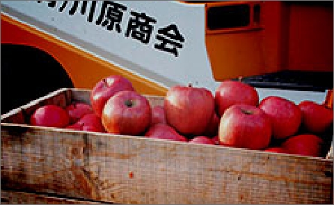 果実の運搬に細心の注意を払っています